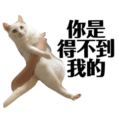 四隻喵喵