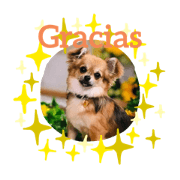 Hola!Chihuahua Anita II