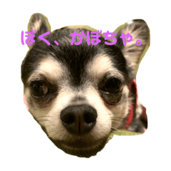 かぼちゃの毎日