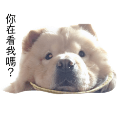 chow chow lulu