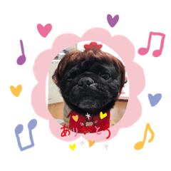 Pug Mario and French bull rui