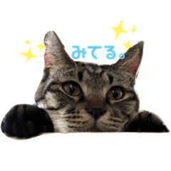 stray cats pictures nya