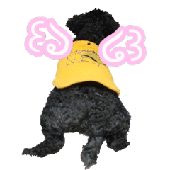 my Black toy poodle