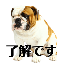 English Bulldog Day