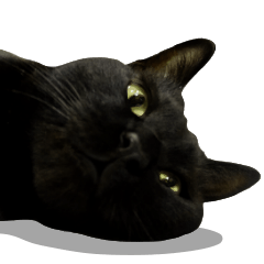 くろねこ かーすけ (写真)