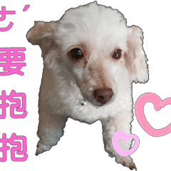 公主貓與貴族狗的日常