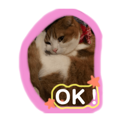 猫 スコティッシュフォールド まるすけ Line スタンプ Line Store