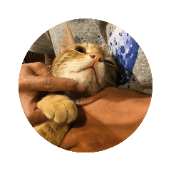 all_in_cat