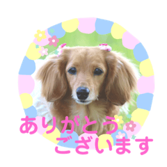 可愛いミニチュアダックスの犬スタンプ。