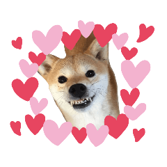 豆柴娜娜是隻貓 花花仔的line貼圖 全館限時降五元儲值滿300送30