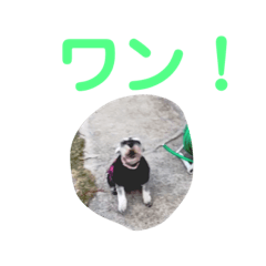 Strange dog stickers (Coco)