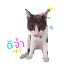 Cat_20190701110210