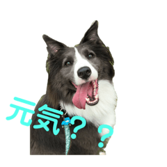 Bordercollie Fubuki