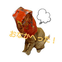 takenokonekos2