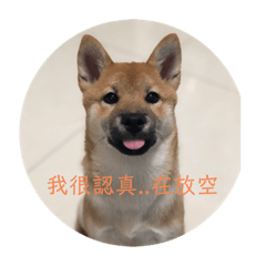 柴寶妞生活用語