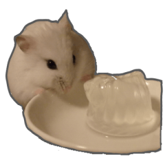 hamster shiromaru