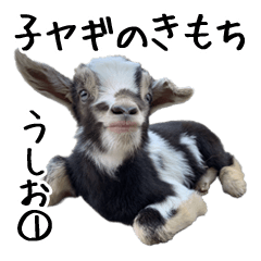Baby Goat ushio 1 Yoshigake Farm 8