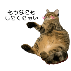 うちの癒し猫 Line スタンプ Line Store