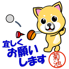 Dog called Kikuchi which plays golf