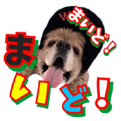 アメリカンコッカー帽子犬ＳＨＵ２大阪