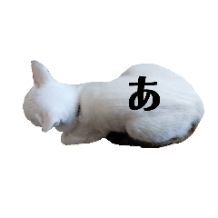 白猫たまちゃん【あ〜り】