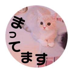 yumechan_keigo