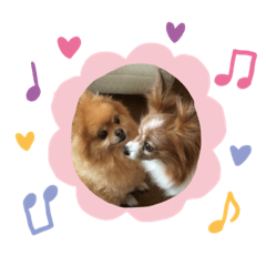 Ryu 's dog
