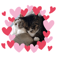 take_20190702223401 cat