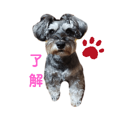 JASMINE_20190702232905