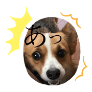 corgi@Bell-san