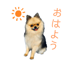 Clumsy cute Pomeranian Stickers
