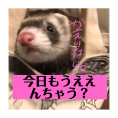 ferret Olive c