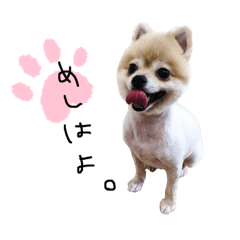 Pomeranian COLON stamp YEAH!