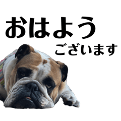 Momoko Englishbulldog