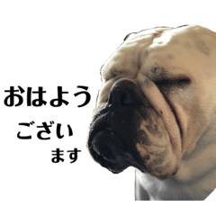 Hanako  Englishbulldog