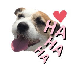 Jack Russell_Chihuahua_yuu