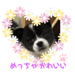 Sherry_20190704103813