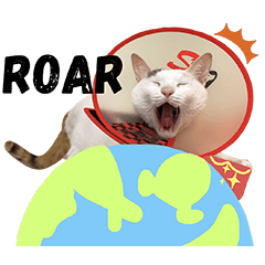 嚕嚕小貓第三彈vol.3 誰是雷達貓？！