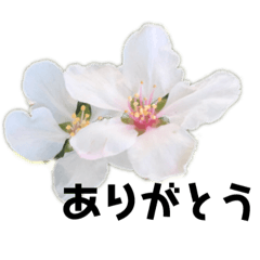 Flower flowerWORLD