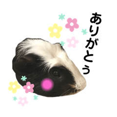 daizu_guinea pig