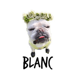 frenchbulldog blanc