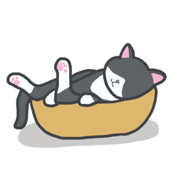 Bicolor cat's daily life