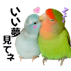 小桜インコラッキー&マメルリハそらパート4