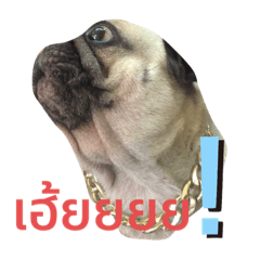 pigga pug