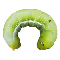 jessie-Caterpillar