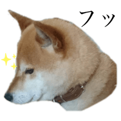 shibainugo