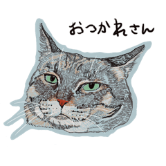 Kansai Neko Cat