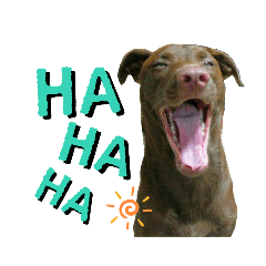 主人吃土的浪浪樂園