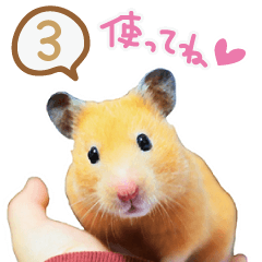 hamster usual 3