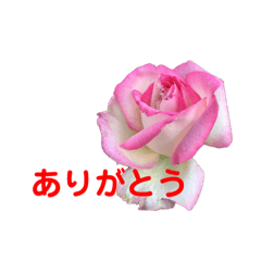 Miho_20190705flower sticker